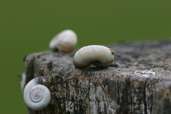 Xerolenta obvia