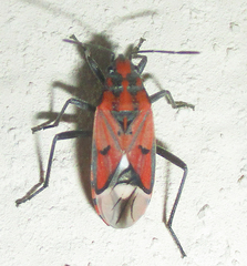 Haemobaphus concinnus