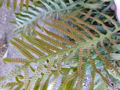 Polypodium cambricum
