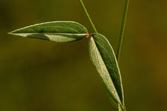 Zornia glochidiata
