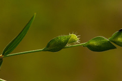Zornia glochidiata