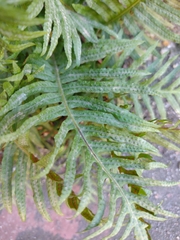 Polypodium cambricum