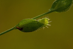 Zornia glochidiata