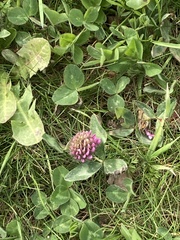 Trifolium pratense