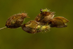 Zornia glochidiata