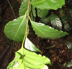 Ocotea kenyensis