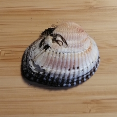 Anadara kagoshimensis