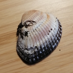 Anadara kagoshimensis