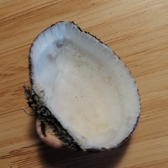 Anadara kagoshimensis