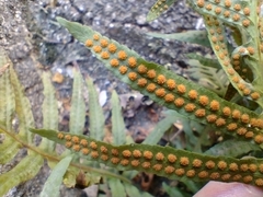 Polypodium cambricum