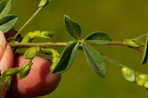 Zornia setosa
