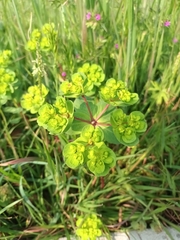 Euphorbia helioscopia