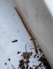 Dicellophilus latifrons