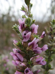 Amphithalea ericifolia erecta