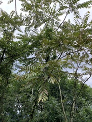 Cedrela fissilis