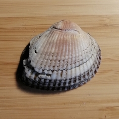 Anadara kagoshimensis