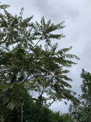 Cedrela fissilis