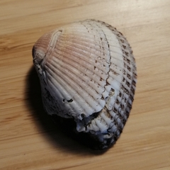 Anadara kagoshimensis