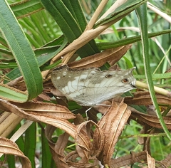 Protogoniomorpha anacardii