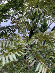 Cedrela fissilis