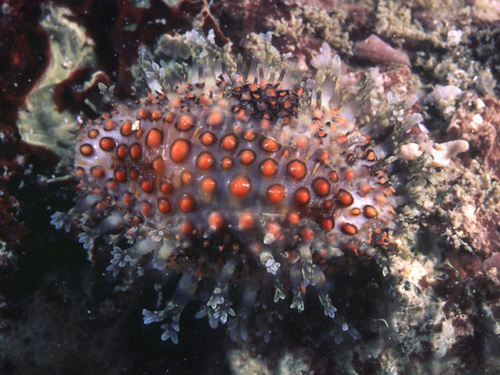 Jenner's cowry