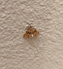 Microphysetica hermeasalis