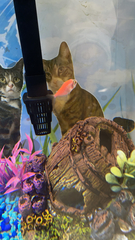 Gymnocorymbus ternetzi