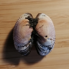 Anadara kagoshimensis