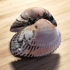 Anadara kagoshimensis