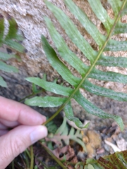 Polypodium cambricum
