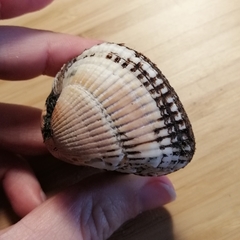 Anadara kagoshimensis