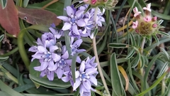 Scilla verna verna