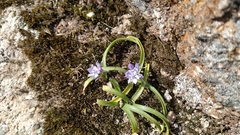 Scilla verna verna