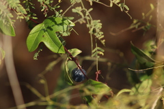 Passiflora obtusifolia