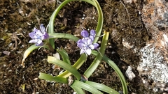 Scilla verna verna