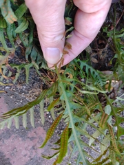 Polypodium cambricum