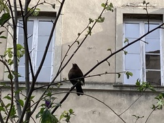 Turdus merula