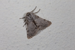 Lycia florentina