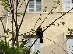 Turdus merula