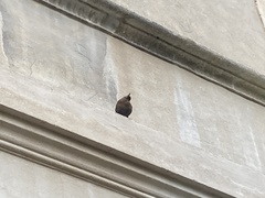 Turdus merula