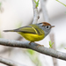 Chestnut-crowned Warbler - Photo (c) 决明, some rights reserved (CC BY-NC), uploaded by 决明