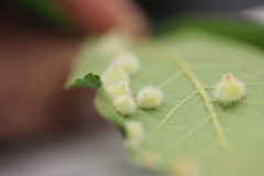 Caryomyia holotricha