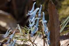 Corydalis turtschaninovii
