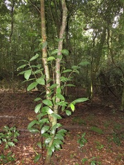 Ocotea kenyensis
