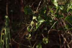 Passiflora obtusifolia
