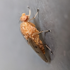 Suillia quinquepunctata