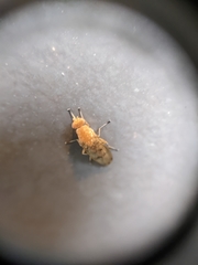 Suillia quinquepunctata