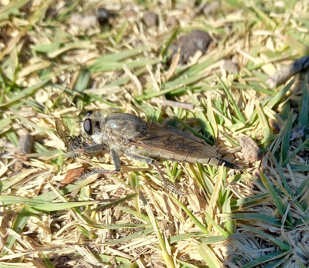 Asilinae from Puelén, La Pampa, Argentina on March 31, 2022 at 0256 PM