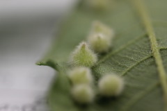 Caryomyia holotricha