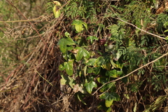 Passiflora obtusifolia